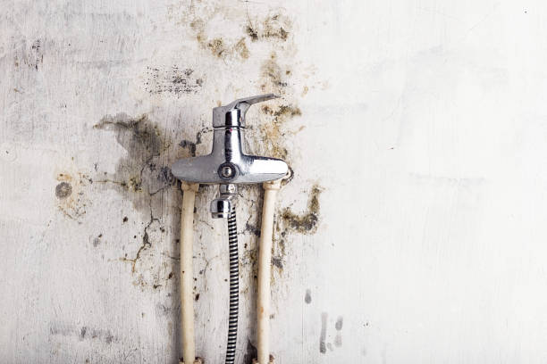 Best Office Mold Removal Services  in Palo, IA