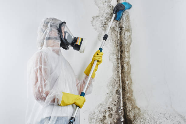 Best Attic Mold Removal  in Palo, IA