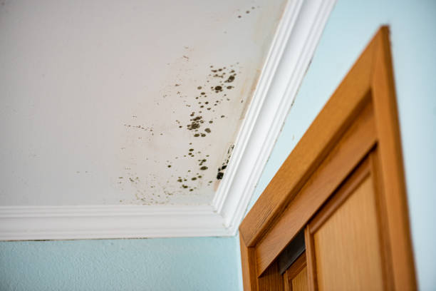 Best Mold Testing and Removal  in Palo, IA