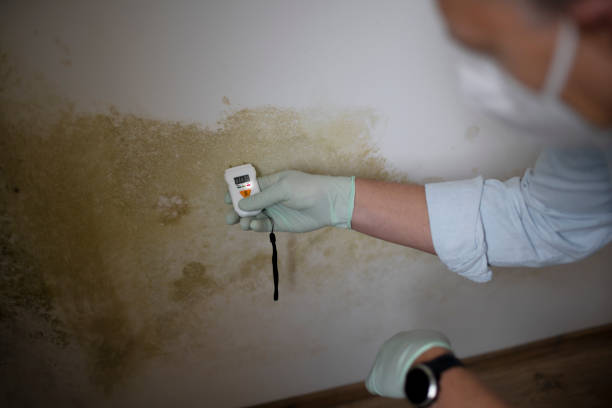 Best Toxic Mold Removal  in Palo, IA