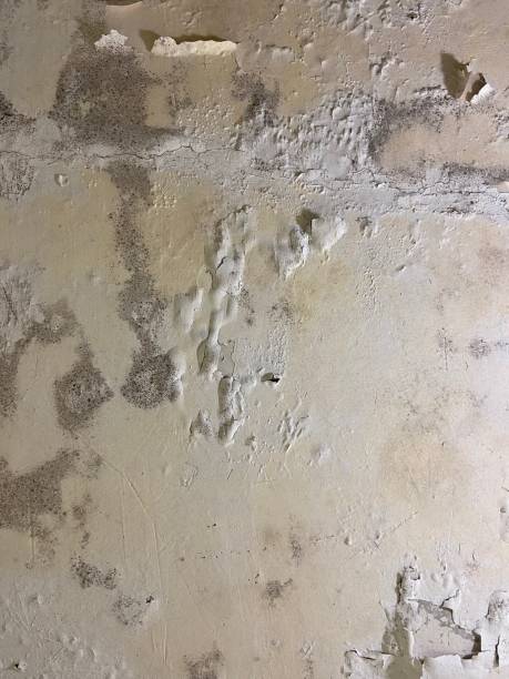 Best Attic Mold Removal  in Palo, IA