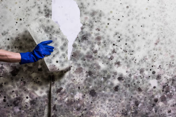 Best Mold Testing  in Palo, IA