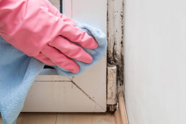 Attic Mold Removal in Palo, IA